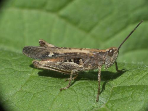 Réf. 283 068 : Chorthippus brunneus brunneus